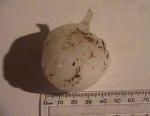 A hailstone collected from my backyard on Sun 19 Sep 2004. Photo by Grant Burgess